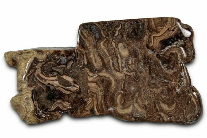 Polished Fossil Stromatolite (Chlorellopsis?) Slab - Wyoming #357265